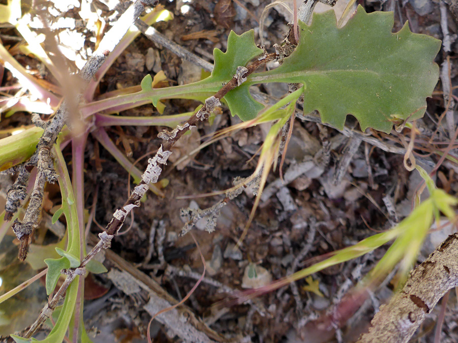 Basal leaves