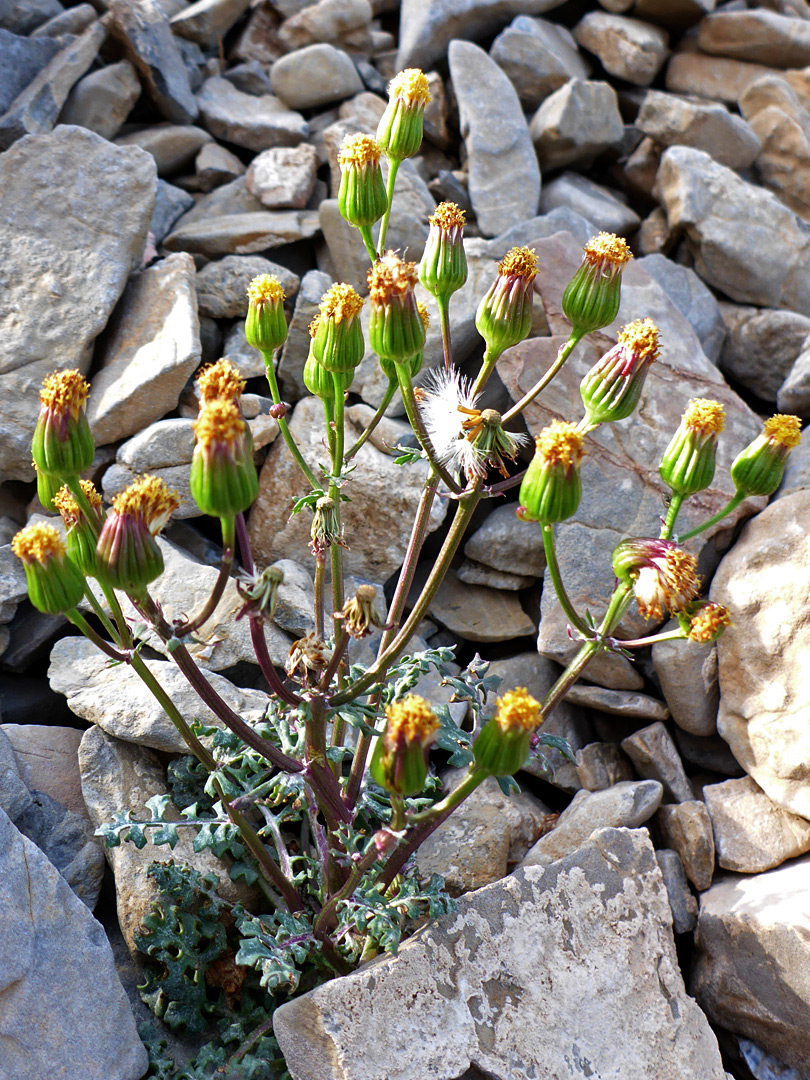 Withered flowerheads