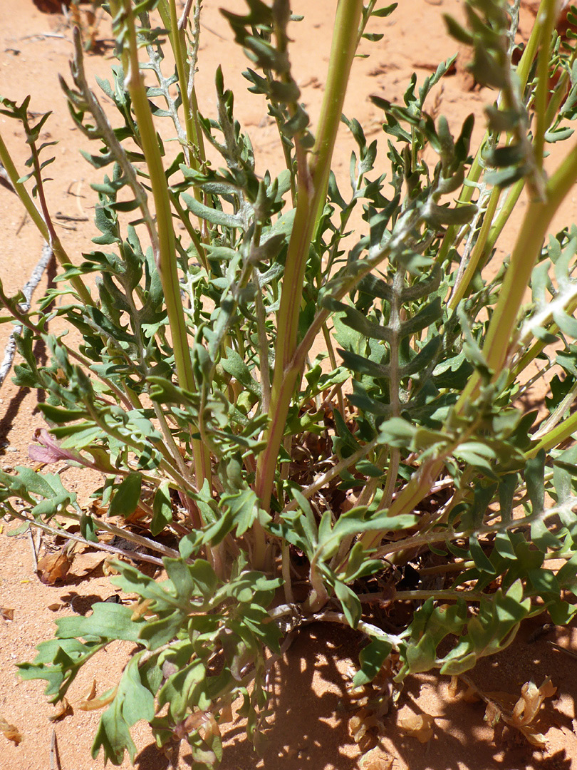 Lobed leaves