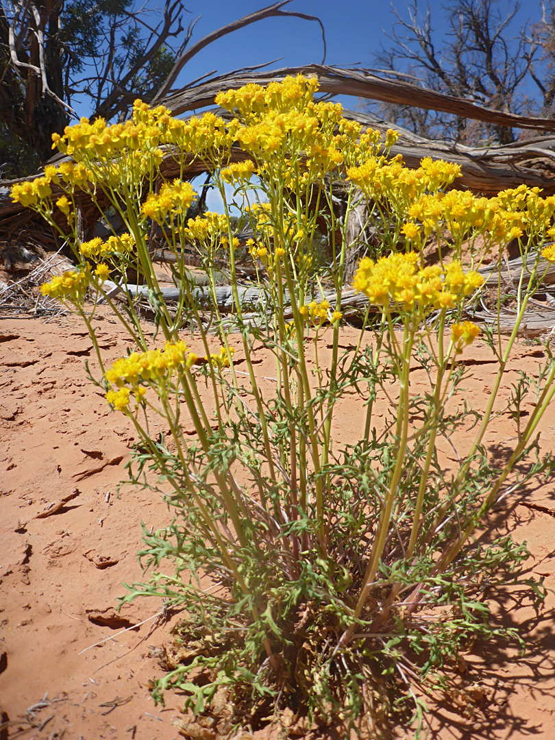 Flowering stems