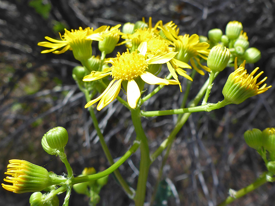 Light green phyllaries