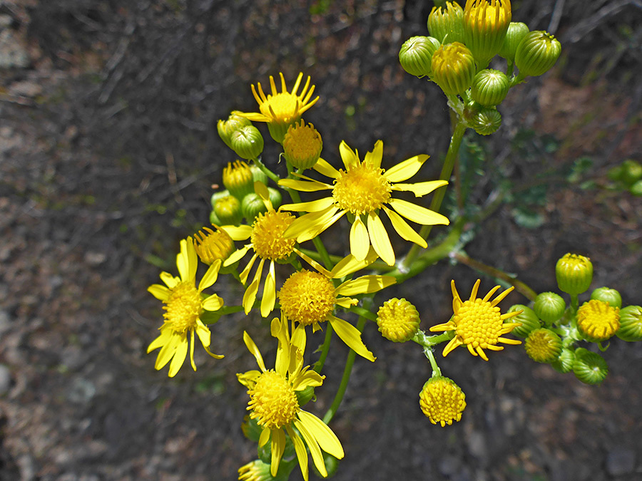 Flowers and buds