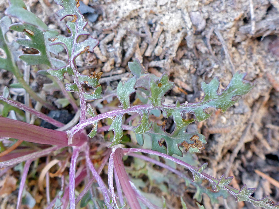 Sparsely hairy leaf