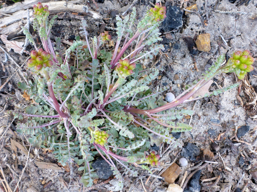 Stems and leaves