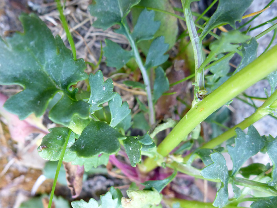 Light green stem