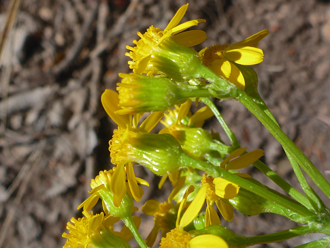 Phyllaries and florets