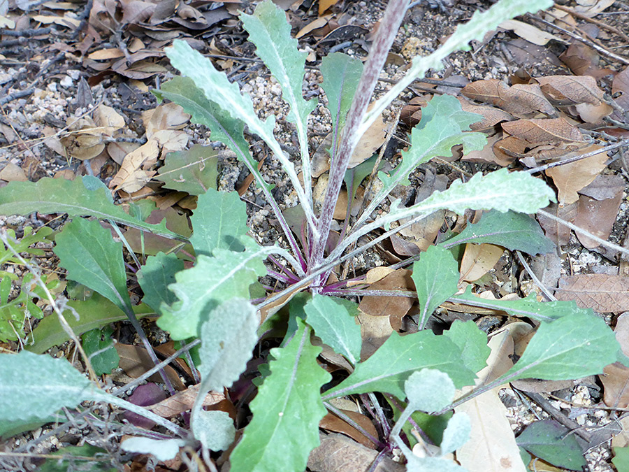 Basal leaves