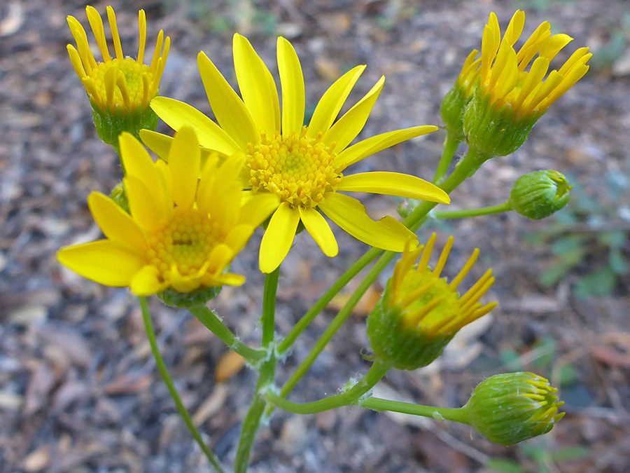 Flowers and buds