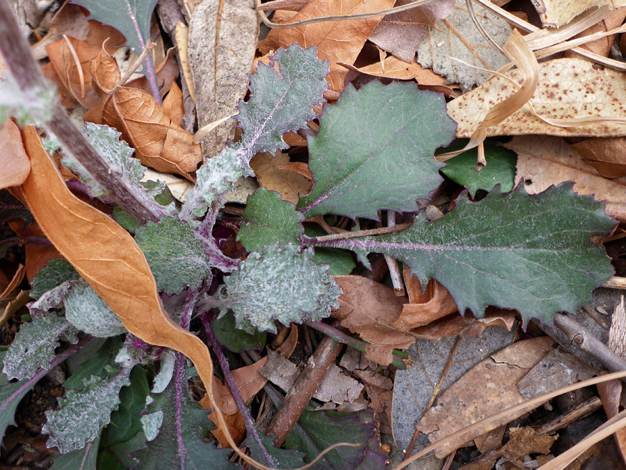 Dark green leaves