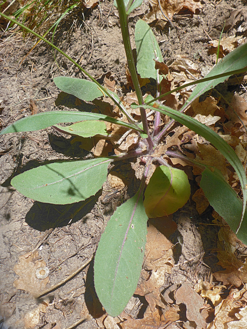 Stalked leaves