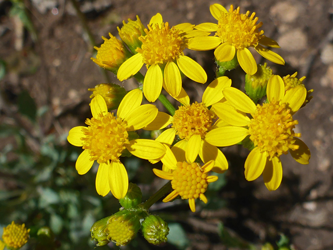 Clustered flowerheads