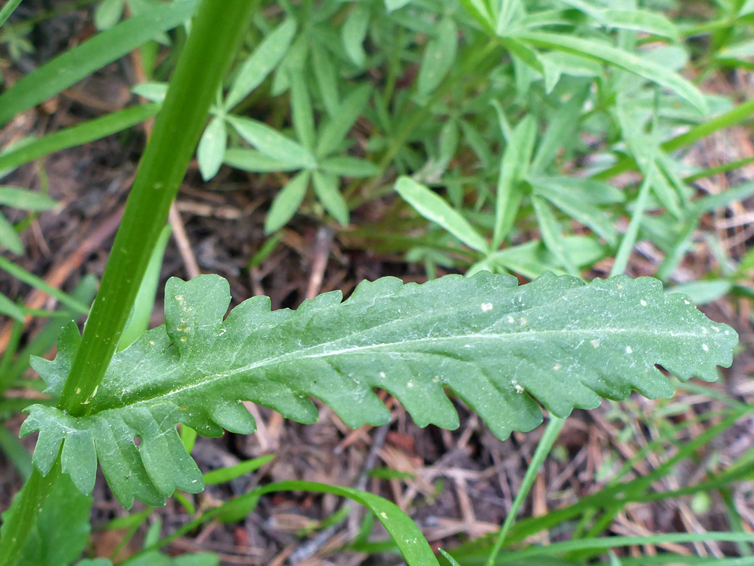 Lobed leaf