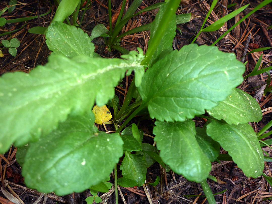 Basal leaves