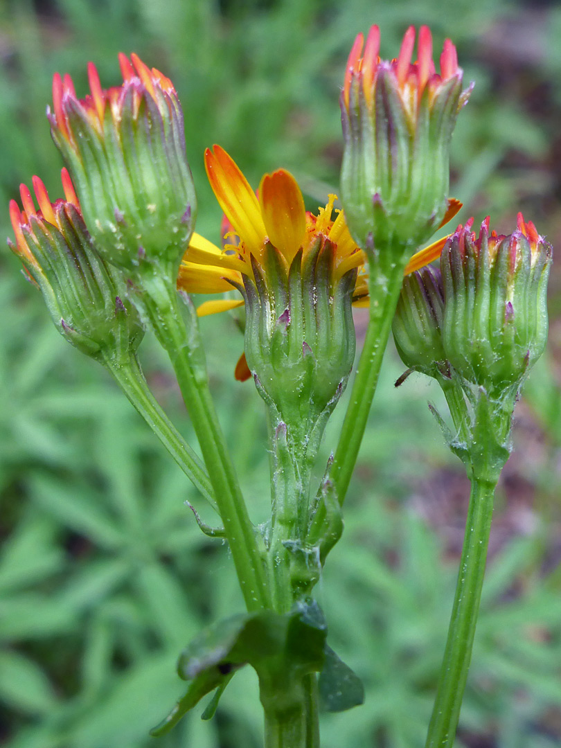 Hairless phyllaries