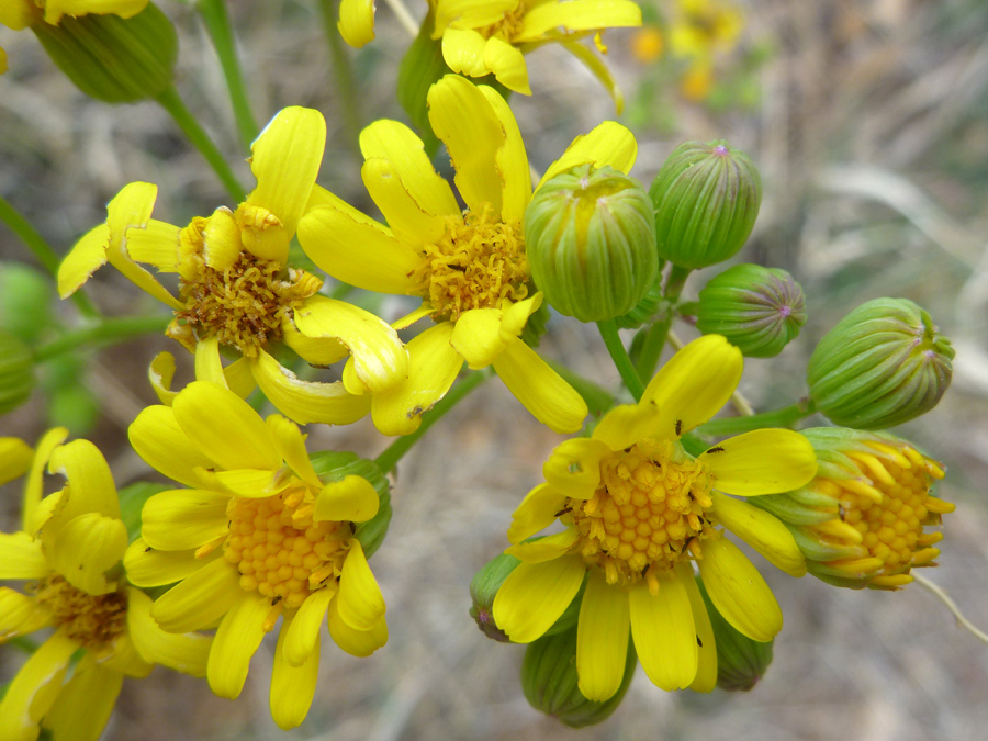 Flower cluster