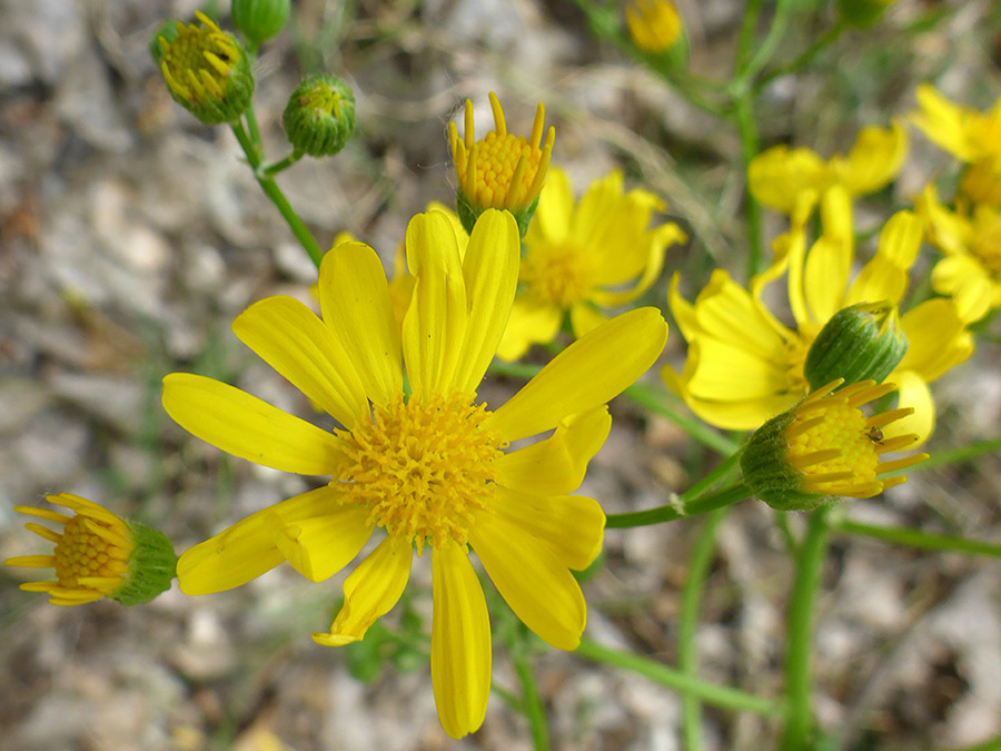 Opening flowers