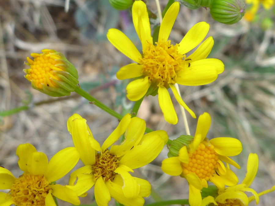 Flowers and bud