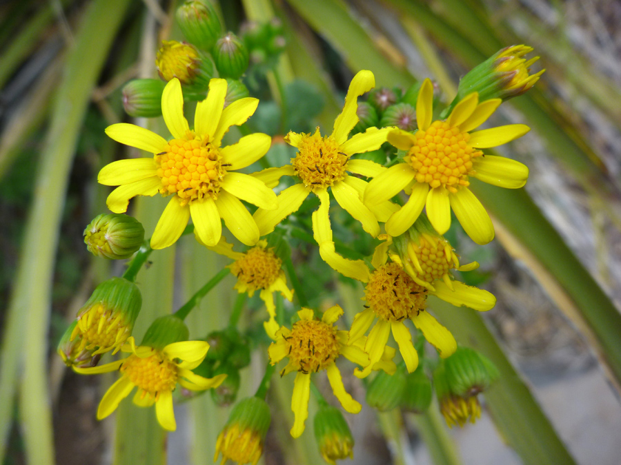 Withering flowers