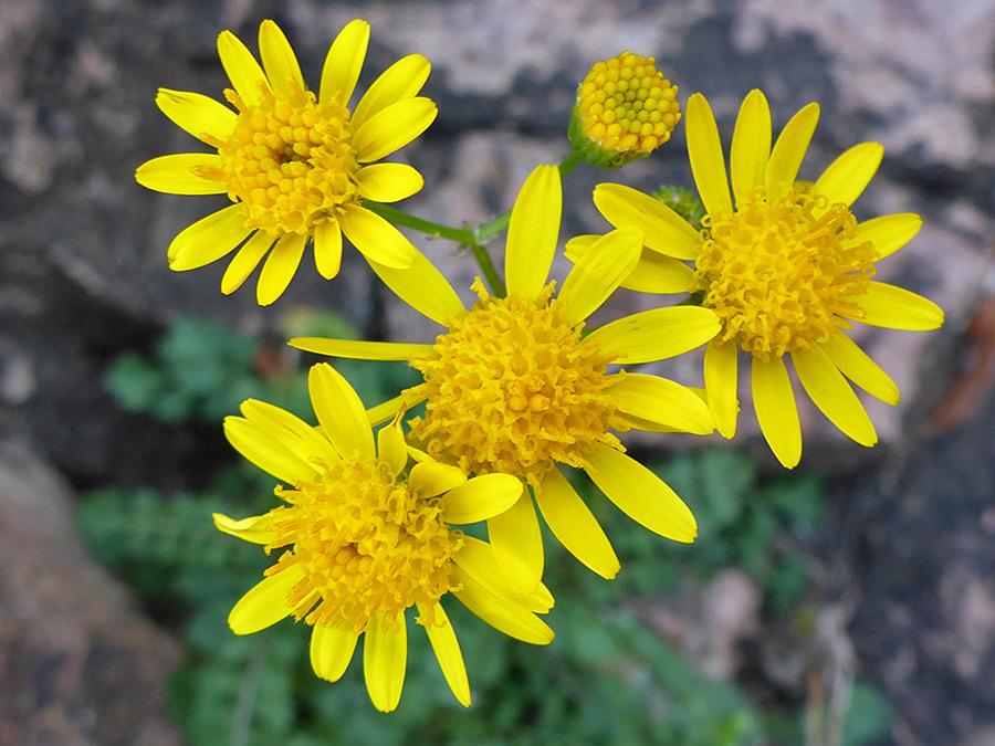 Four open flowerheads