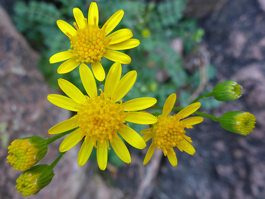 Buds and flowers