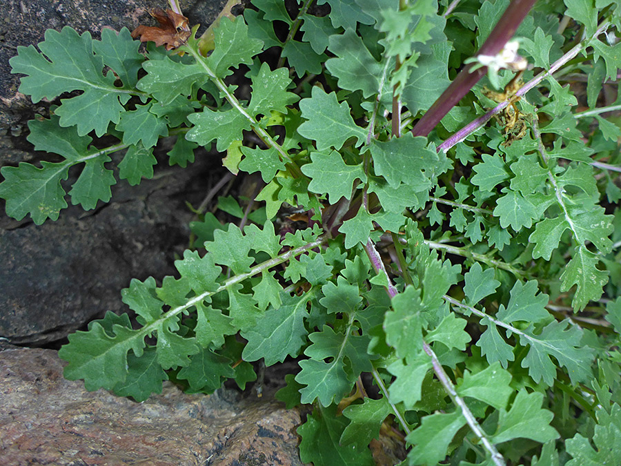 Basal leaves