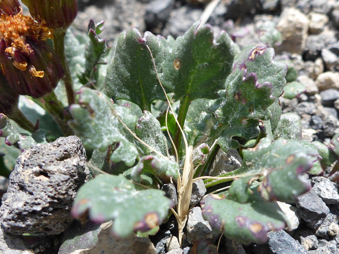 Basal leaves