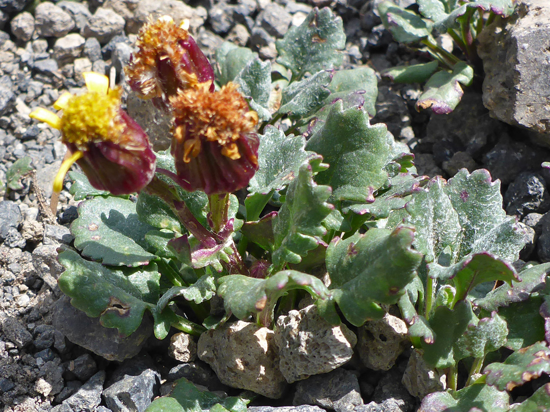 Flowerheads and leaves