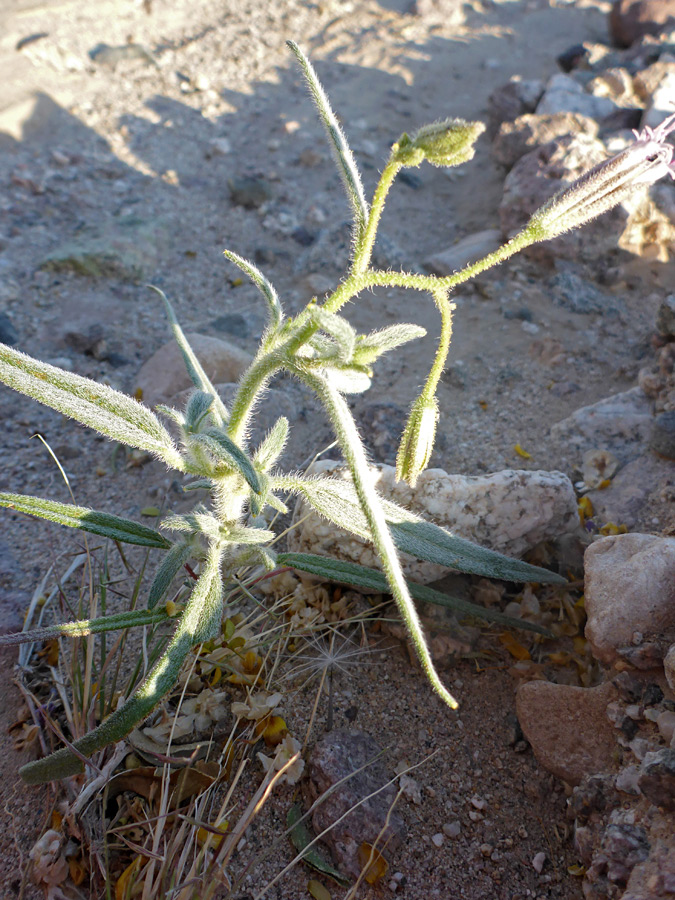 Hairy leaves