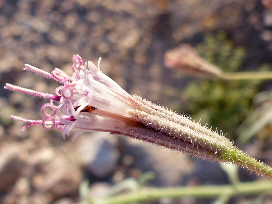 Linear phyllaries