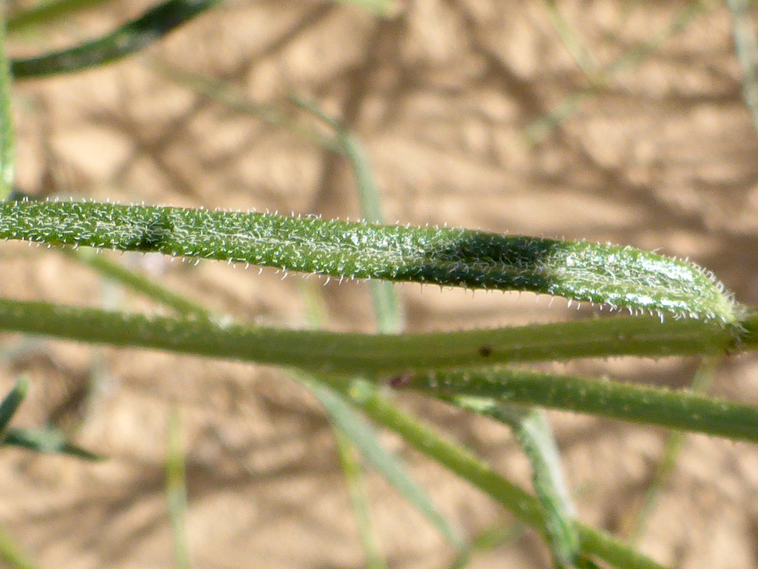 Linear leaf