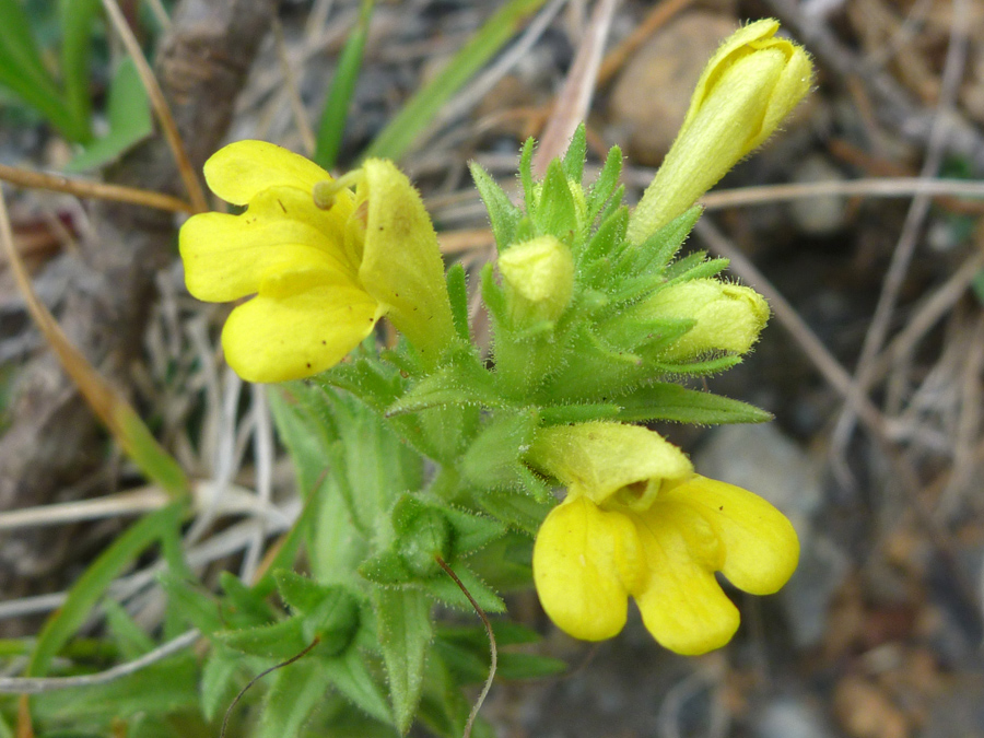 Flower cluster