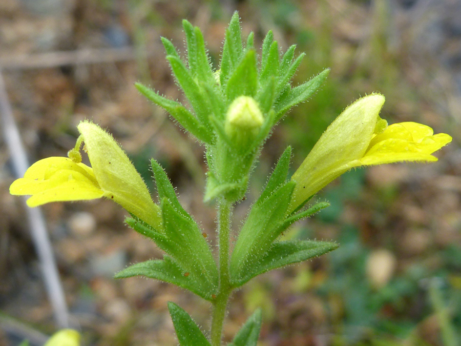 Green calyces