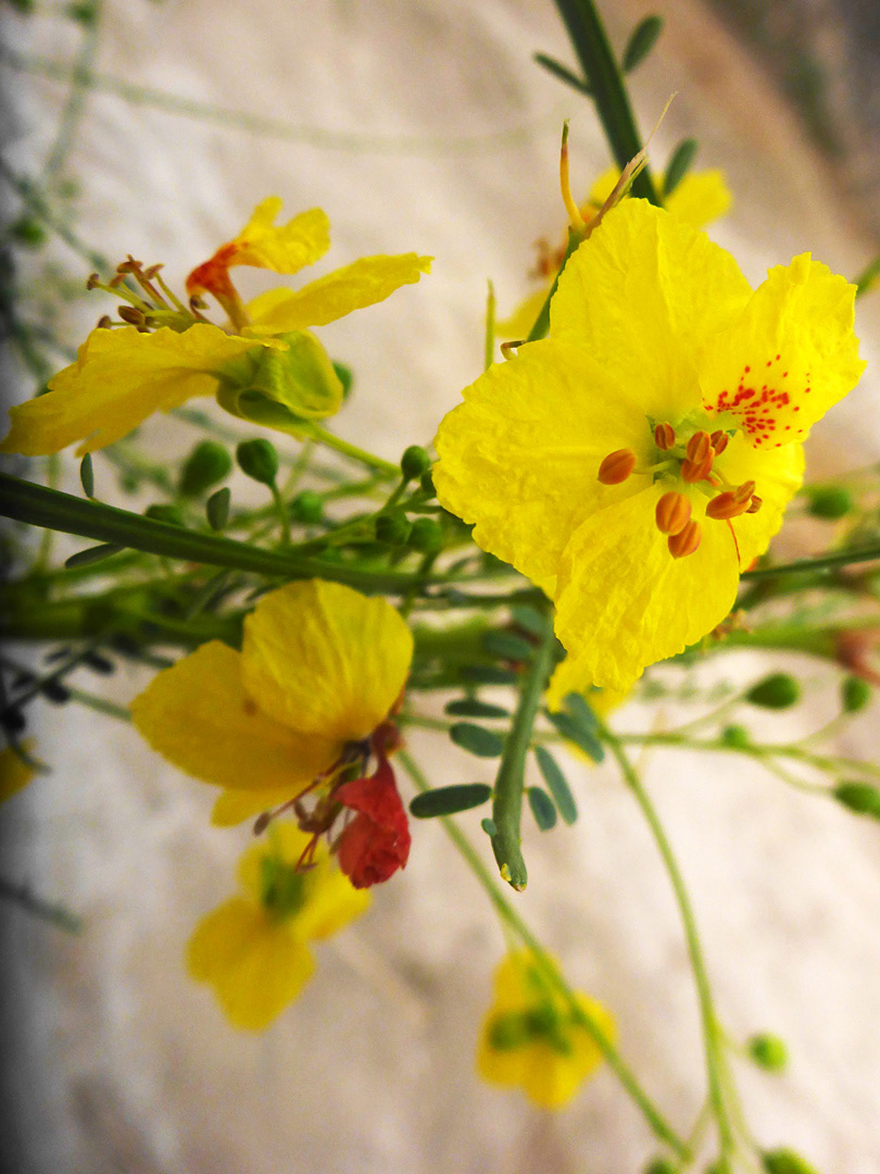 Yellow flowers