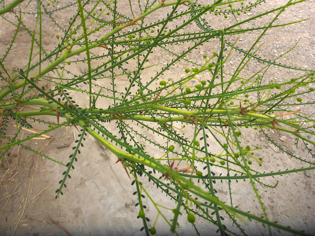 Leaves and stems