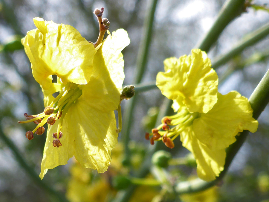 Two flowers