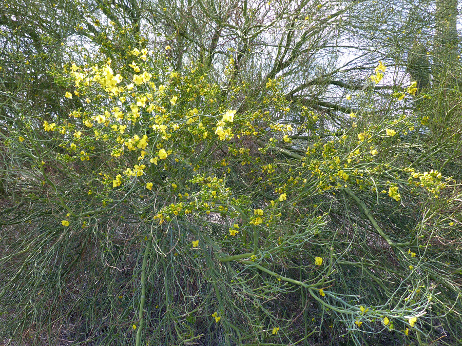 Flowers in springtime