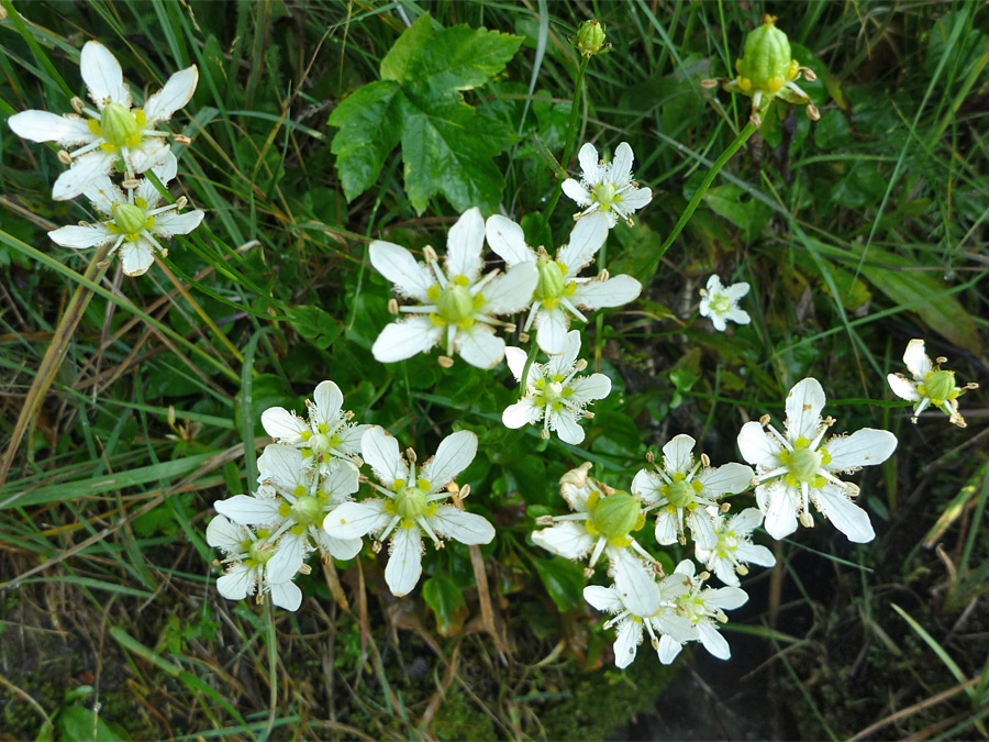 Small group of flowers
