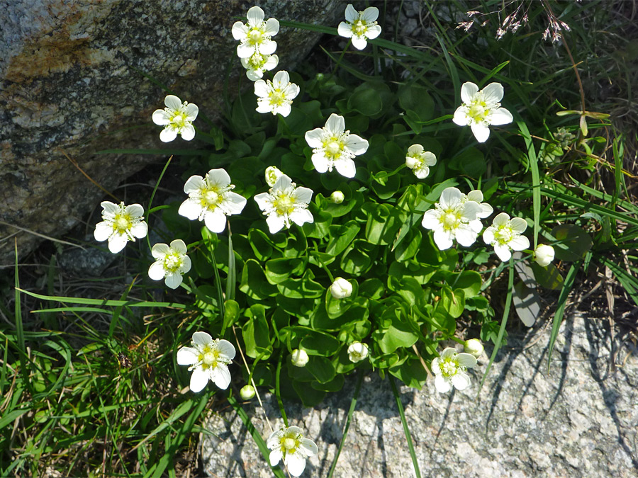 Flowers and leaves