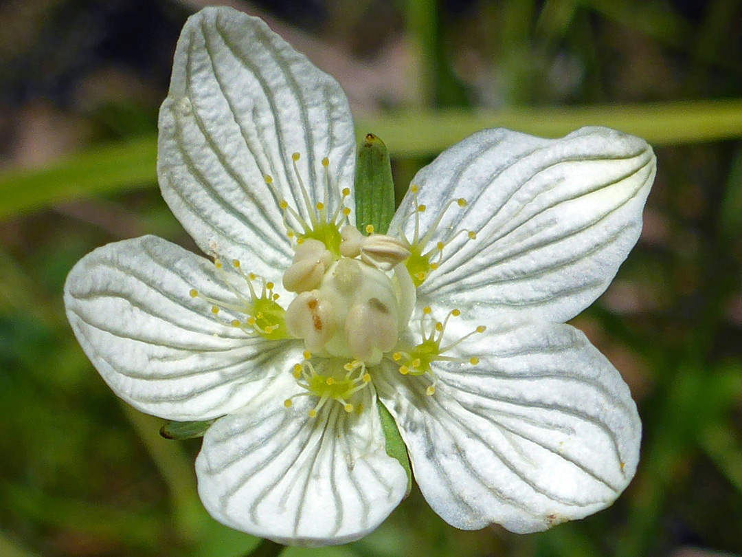 Prominently-veined petals