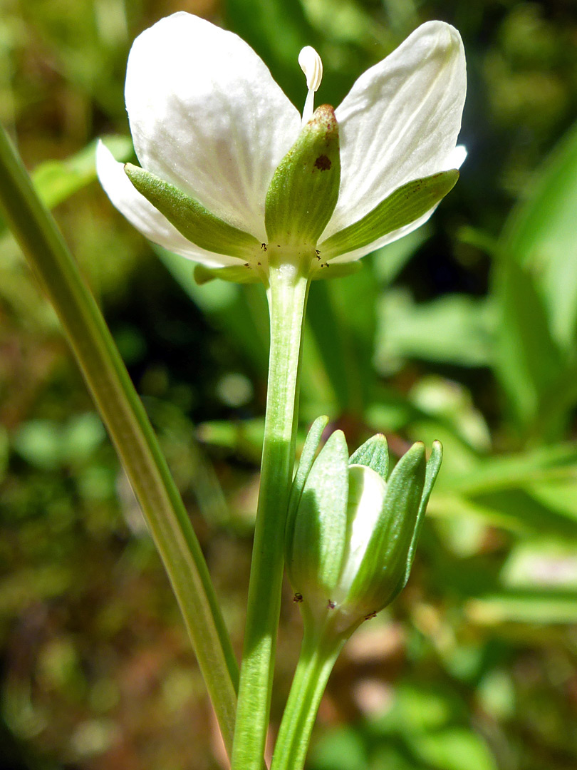 Sepals and petals