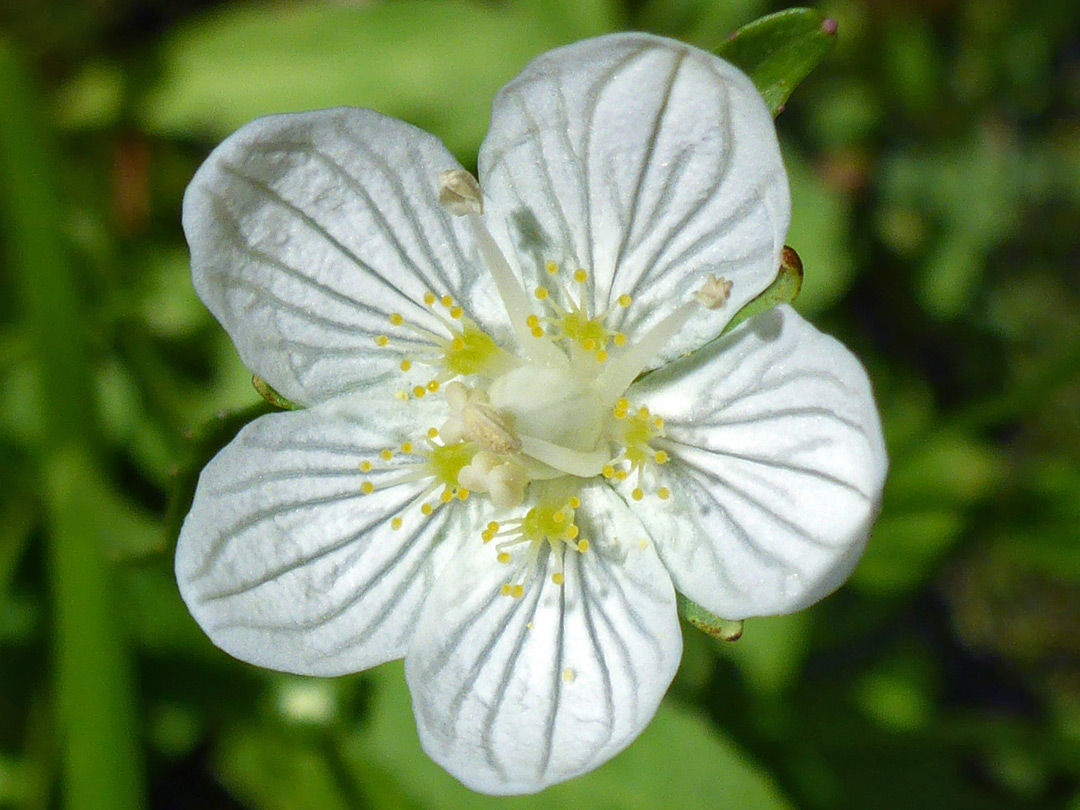 White flower