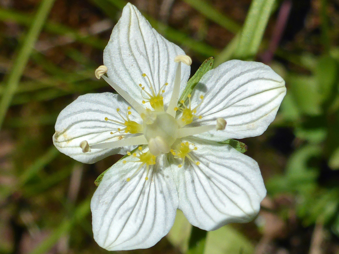 Five-petalled flower