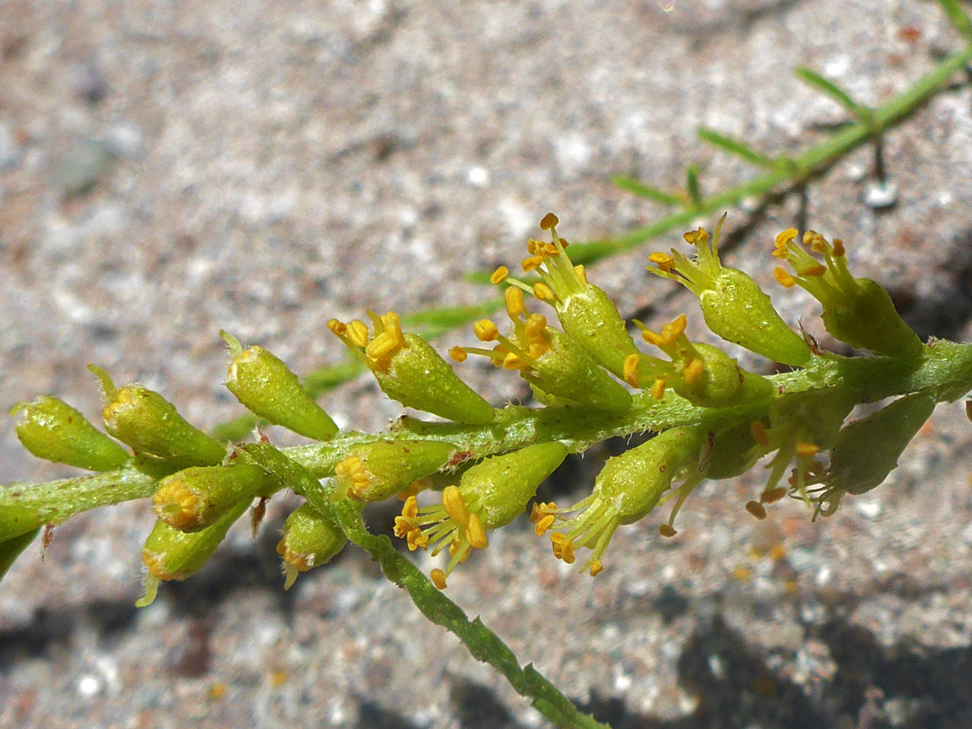 Elongated flower cluster