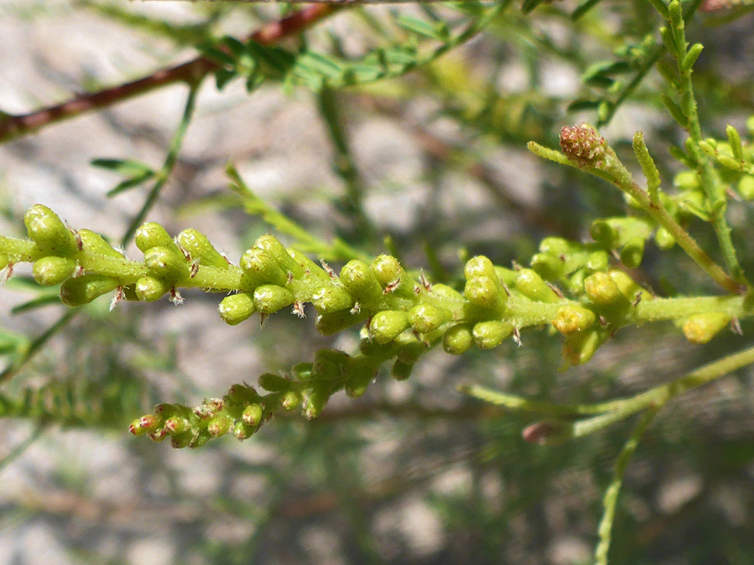 Flower buds