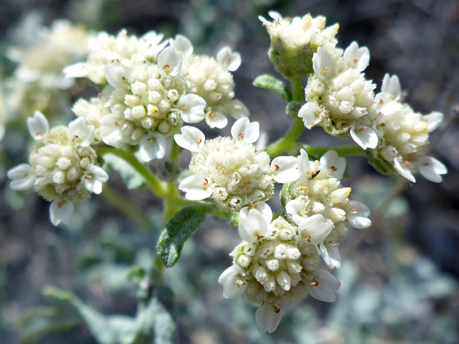 White flowerheads