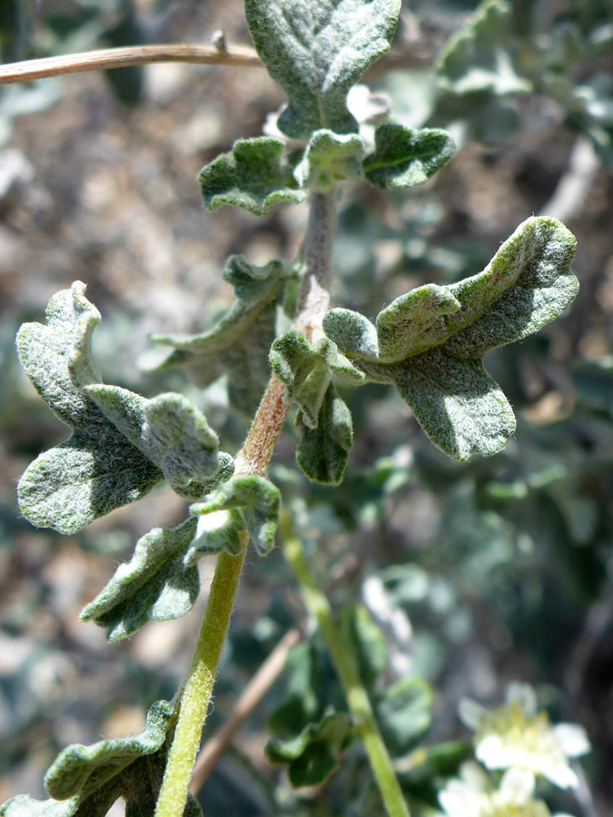 Hairy leaves