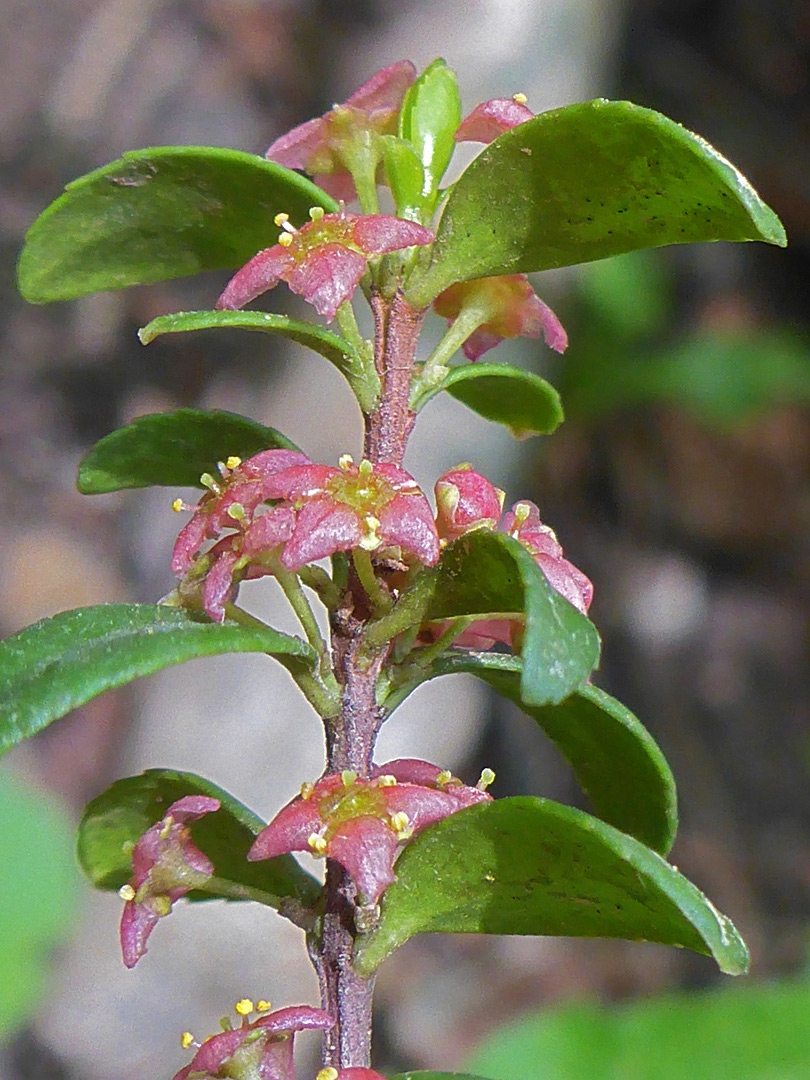 Leaves and flowers