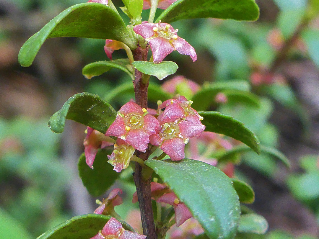 Leaf node flowers