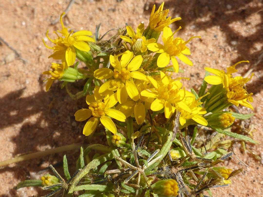 Leaves and flowerheads