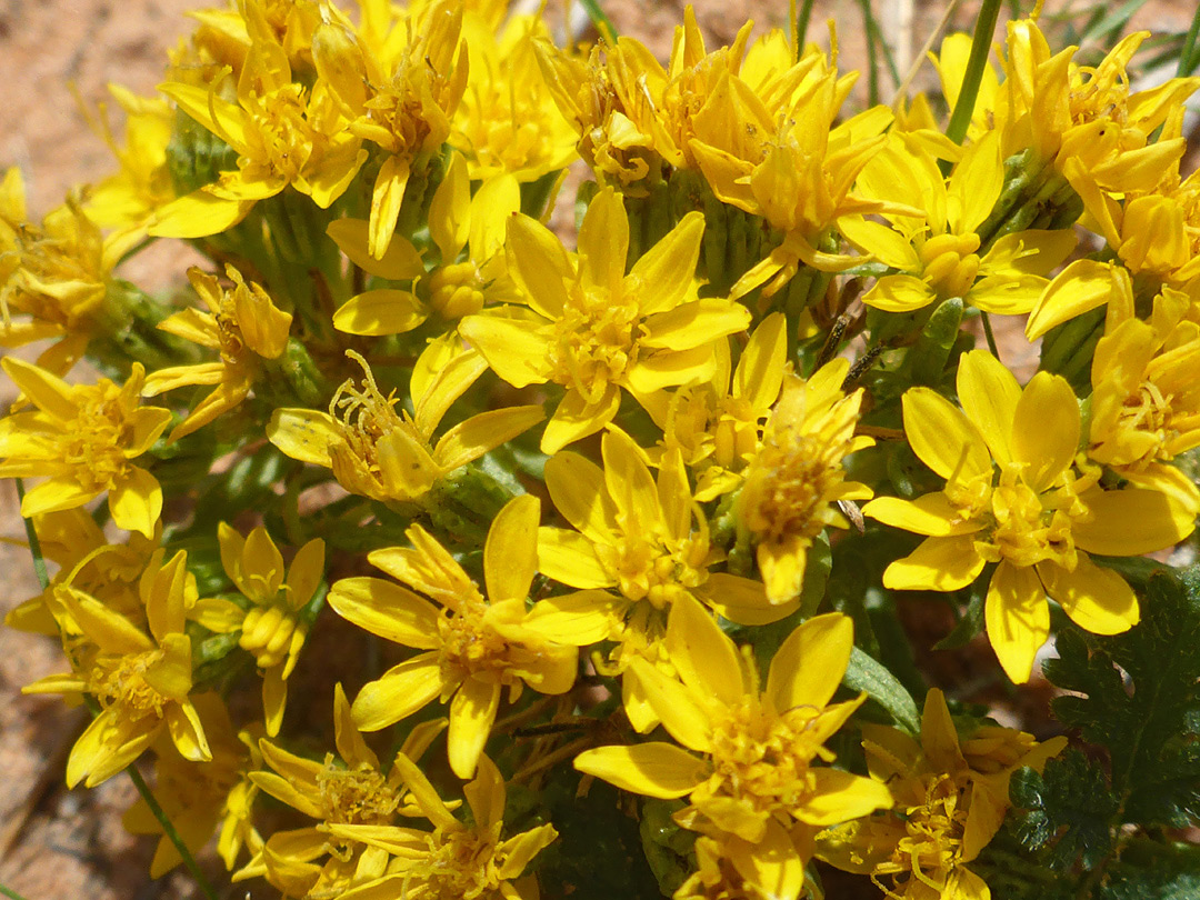 Many flowerheads